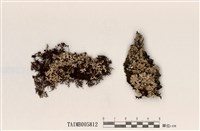 藏品(雙歧根梅衣屬)的圖片